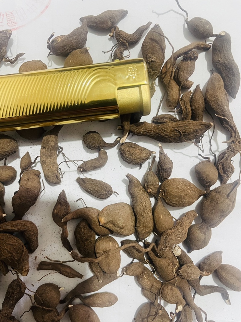 金线吊葫芦（三叶青）