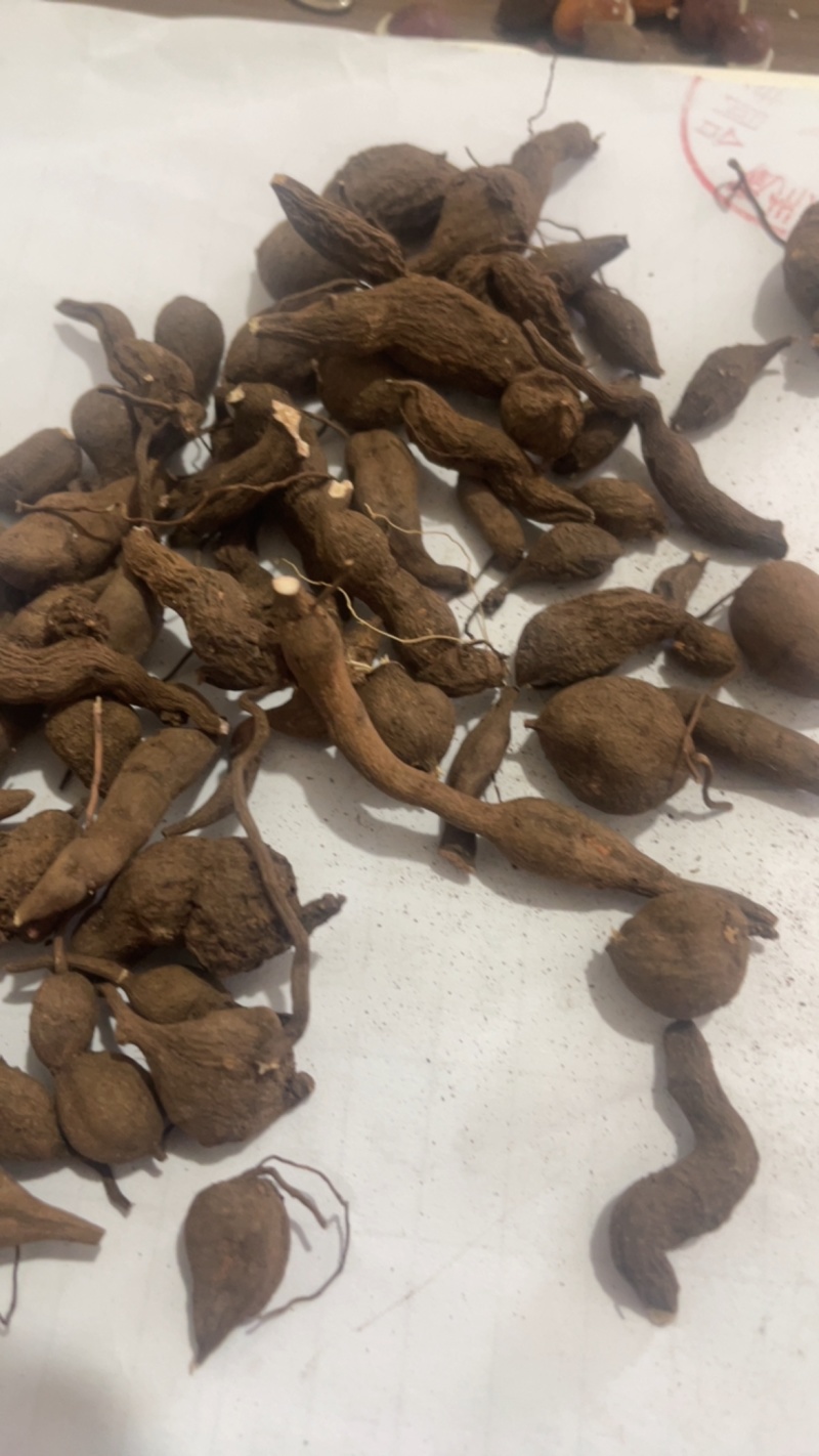 金线吊葫芦（三叶青）