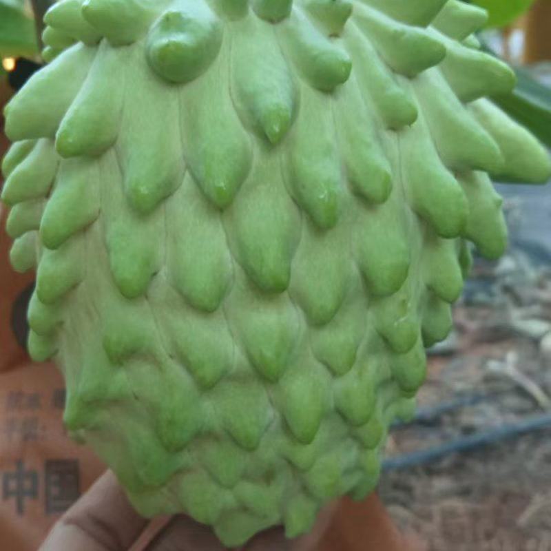 释迦
