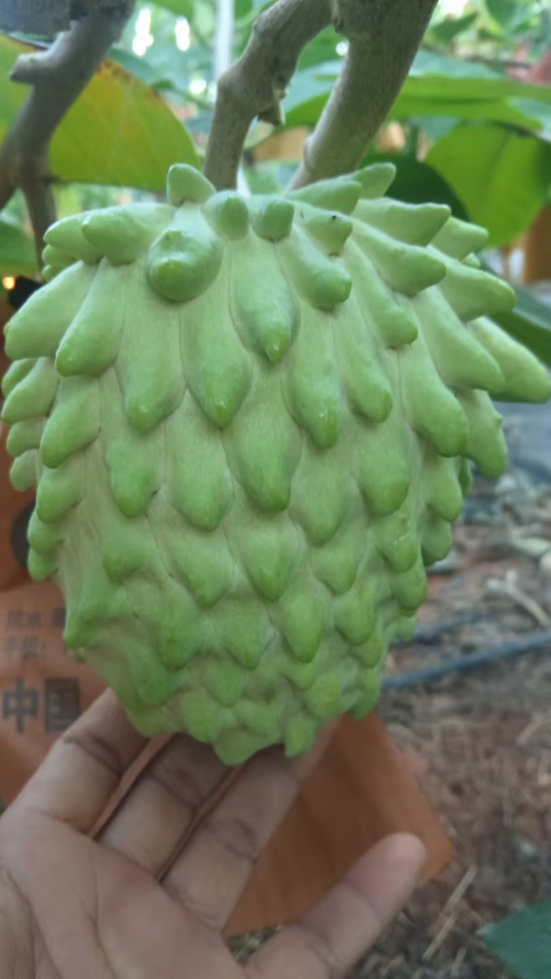 释迦