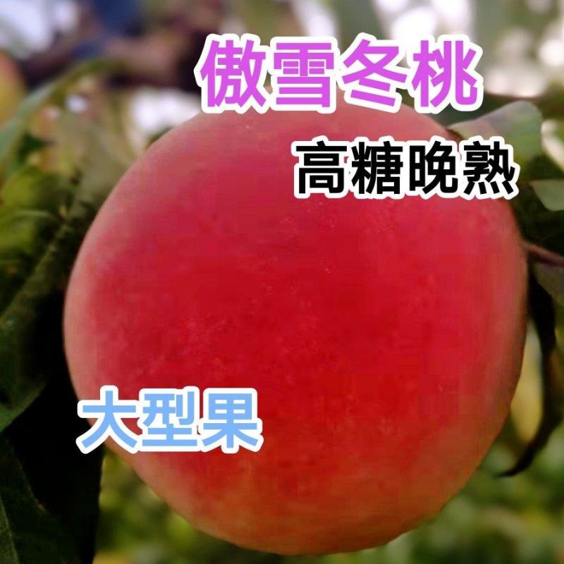 优质傲雪冬桃树苗，晚熟冬桃新品种，改写冬季无桃历史