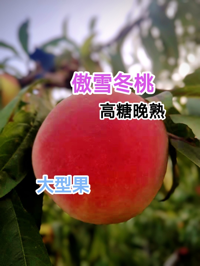优质傲雪冬桃树苗，晚熟冬桃新品种，改写冬季无桃历史