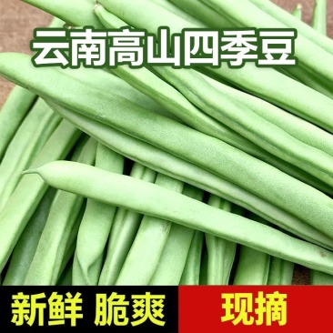 云南高山四季豆一件代发1斤3斤5斤支持批发各大平台