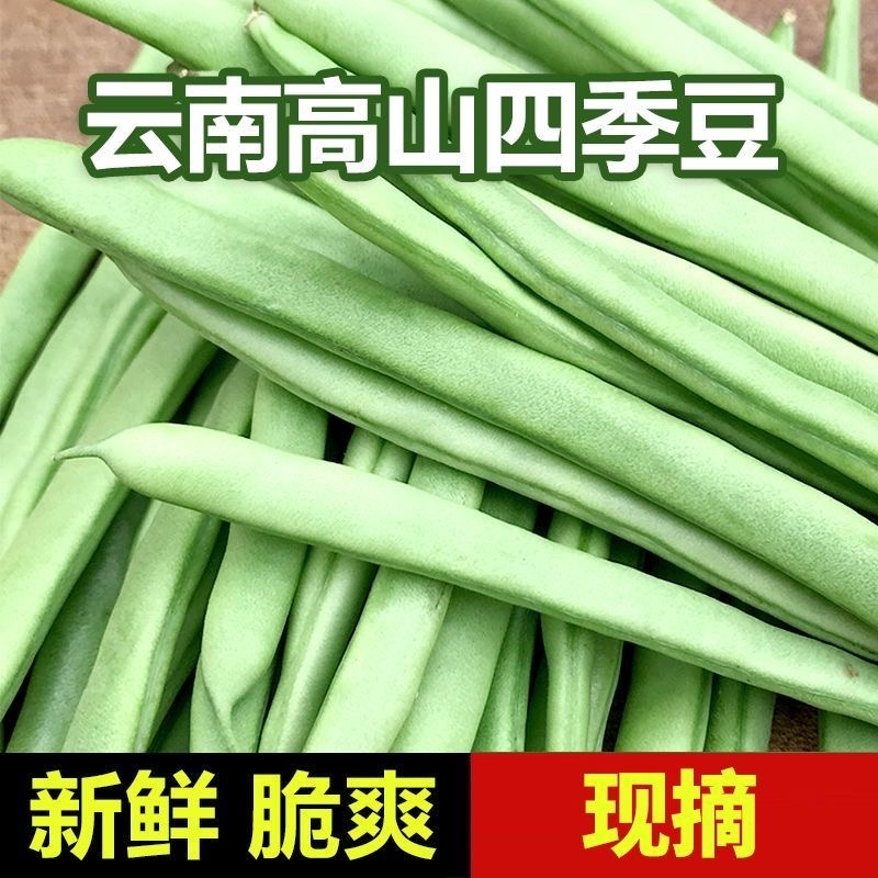 云南高山四季豆一件代发1斤3斤5斤支持批发各大平台