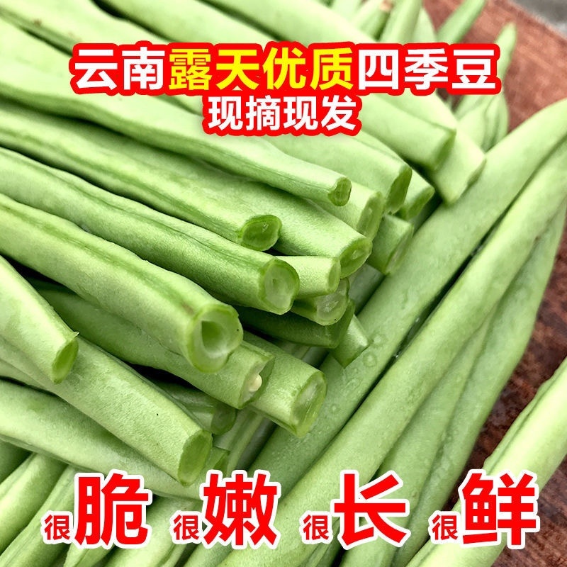 云南高山四季豆一件代发1斤3斤5斤支持批发各大平台