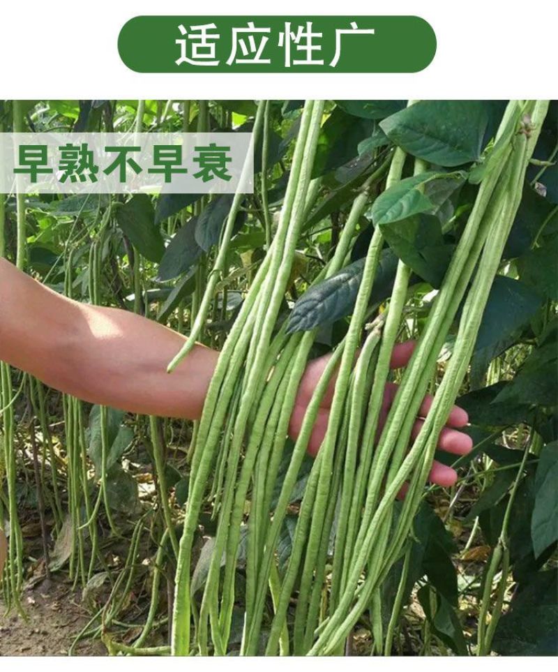 善高早玉豆角种子蔬菜籽搭架子特早熟浅色爬藤长豇豆顺直春秋