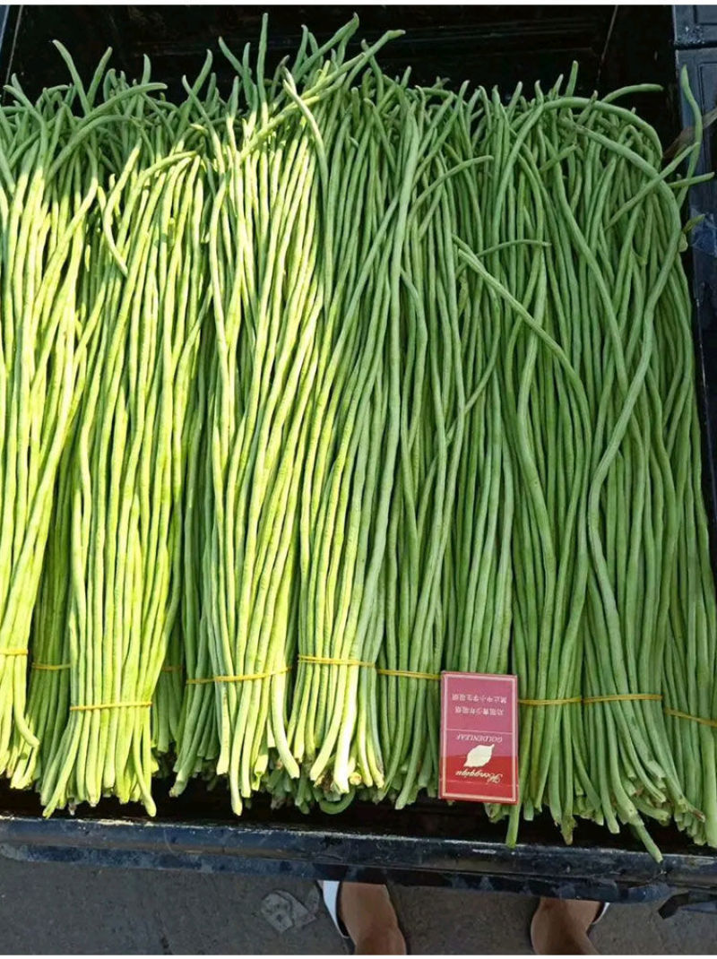 善高早玉豆角种子蔬菜籽搭架子特早熟浅色爬藤长豇豆顺直春秋