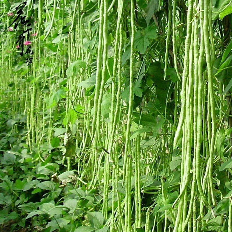 善高早玉豆角种子蔬菜籽搭架子特早熟浅色爬藤长豇豆顺直春秋