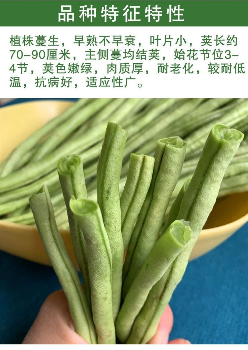 善高早玉豆角种子蔬菜籽搭架子特早熟浅色爬藤长豇豆顺直春秋
