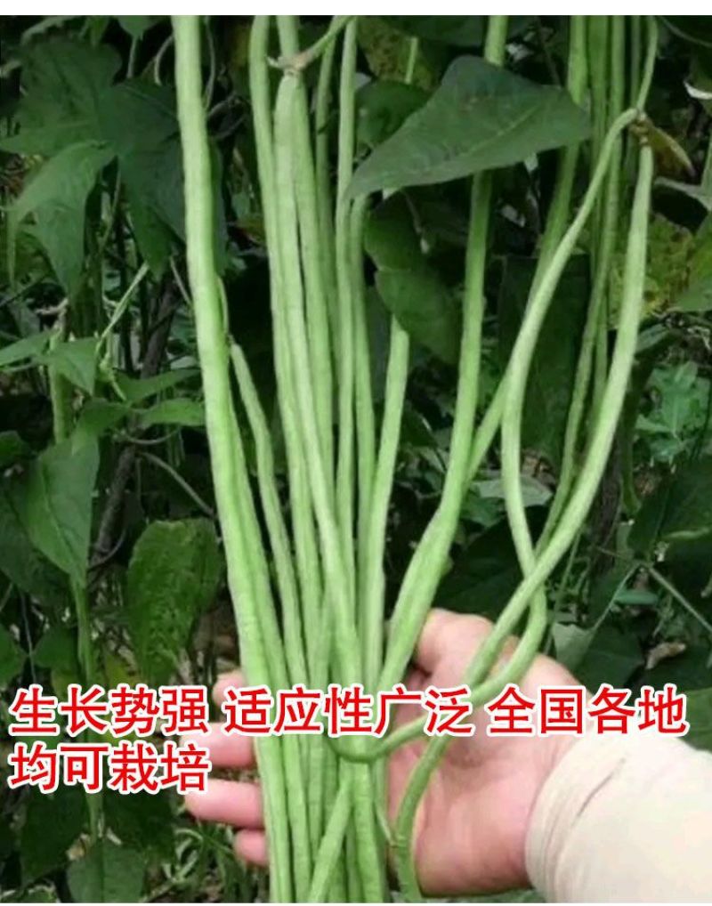 善高早玉豆角种子蔬菜籽搭架子特早熟浅色爬藤长豇豆顺直春秋