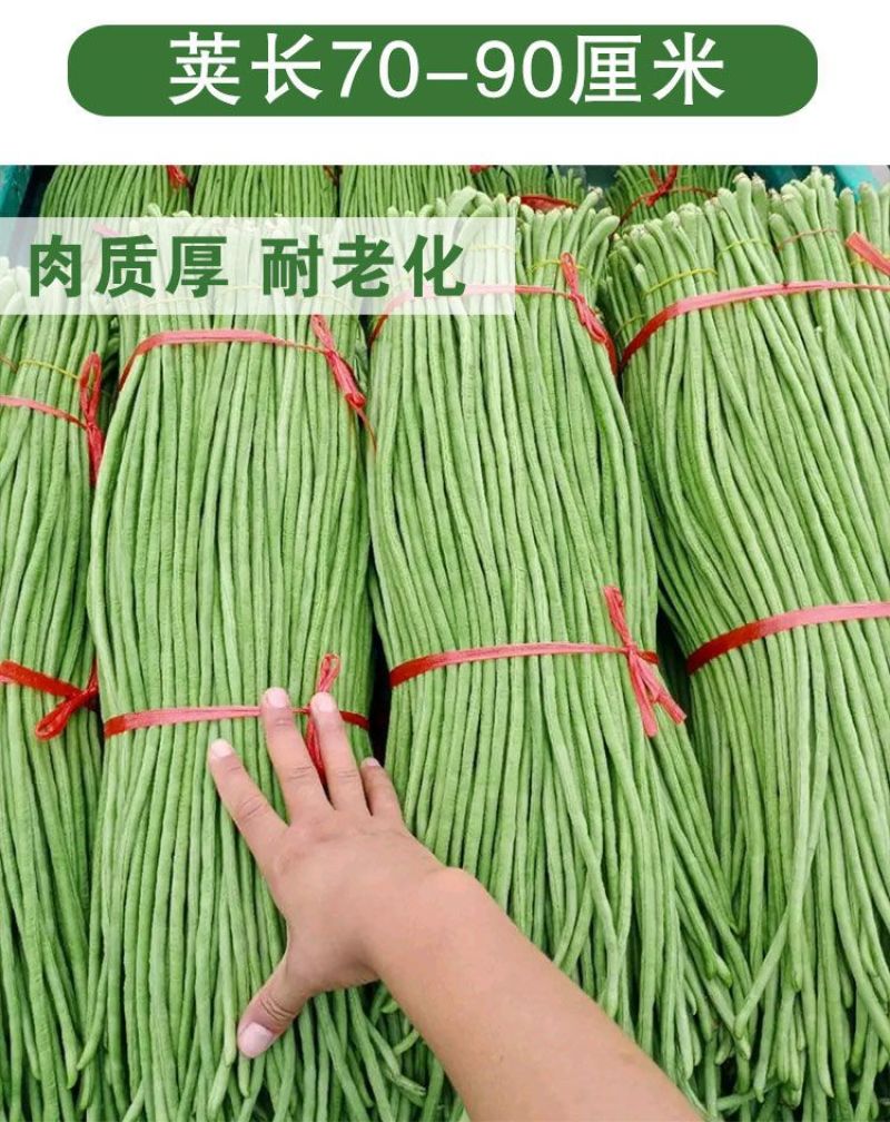 善高早玉豆角种子蔬菜籽搭架子特早熟浅色爬藤长豇豆顺直春秋