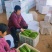 西葫芦基地直供精品油绿西葫代收代发全国各大市场
