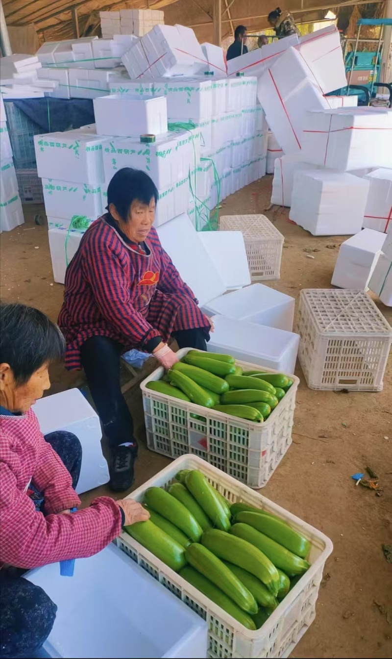西葫芦基地直供精品油绿西葫代收代发全国各大市场