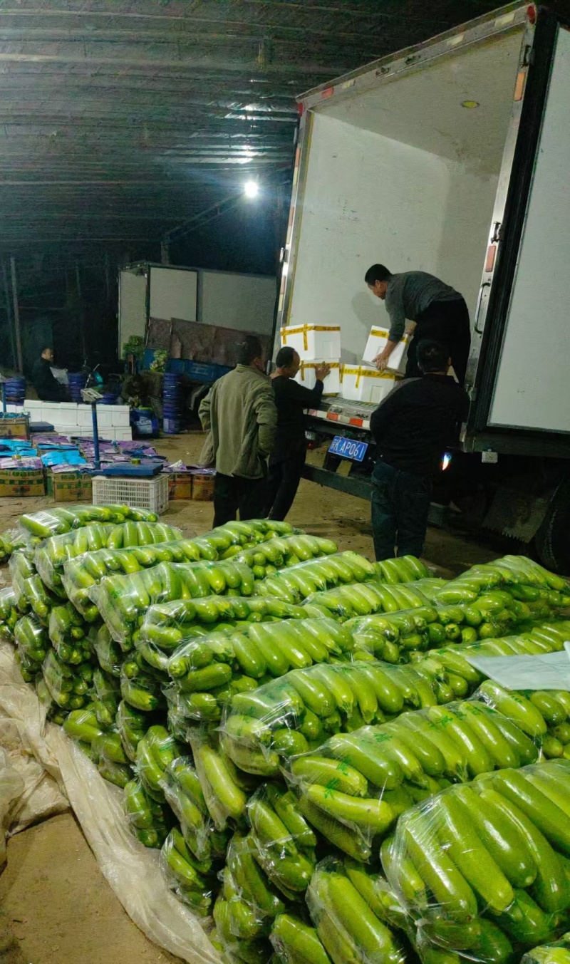 西葫芦基地直供精品油绿西葫代收代发全国各大市场