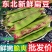 云南一点红油豆角一件代发3斤5斤支持各大平台批发
