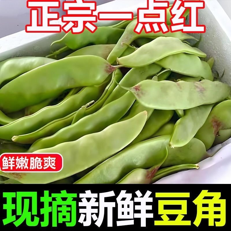 云南一点红油豆角一件代发3斤5斤支持各大平台批发