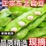 云南一点红油豆角一件代发3斤5斤支持各大平台批发