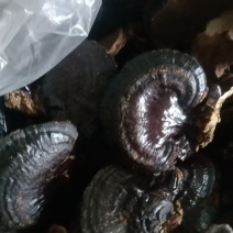一件代发【精品】电商款黑灵芝，菌香味浓。煲汤泡茶均可，