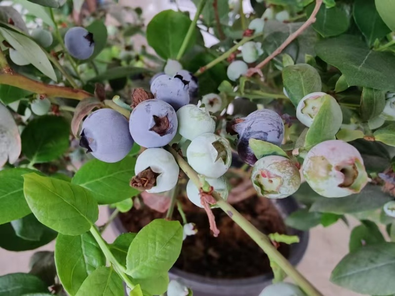 蓝莓树果苗盆栽带盆发货阳台南北种植蓝莓果树苗特大号