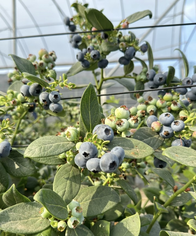 蓝莓树果苗盆栽带盆发货阳台南北种植蓝莓果树苗特大号