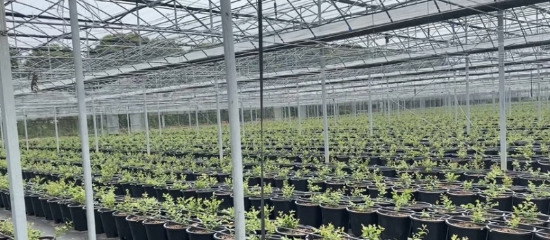 蓝莓树果苗盆栽带盆发货阳台南北种植蓝莓果树苗特大号