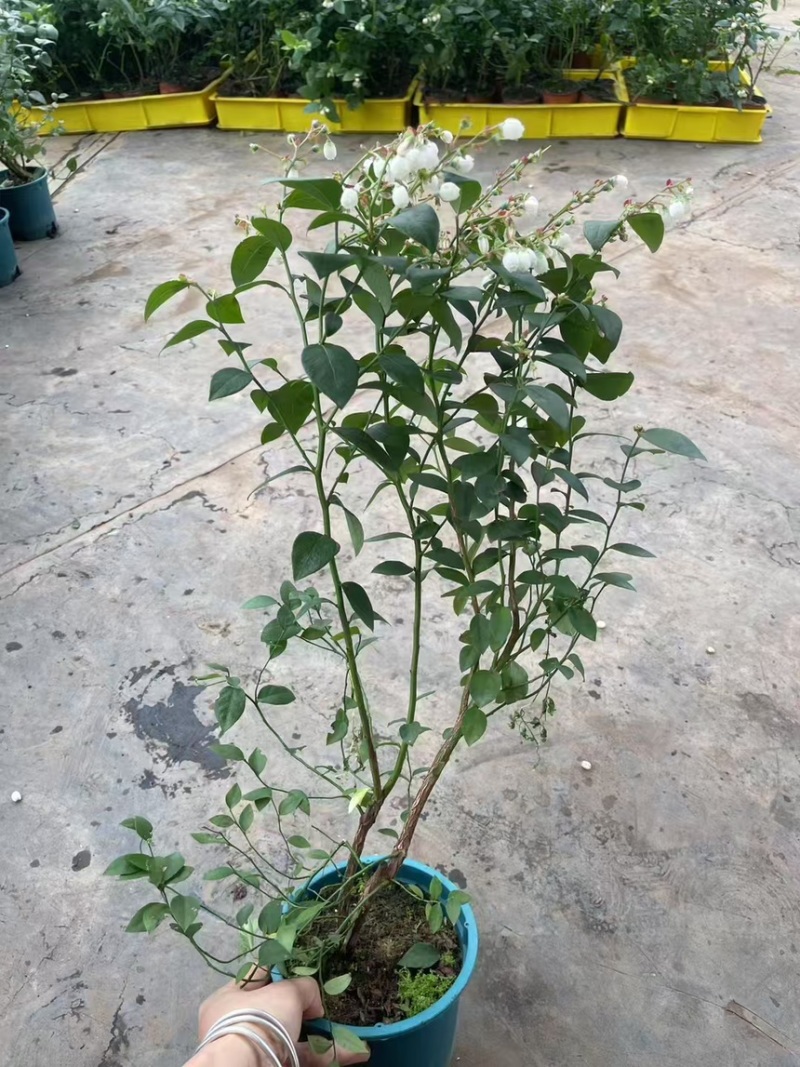 蓝莓树果苗盆栽带盆发货阳台南北种植蓝莓果树苗特大号