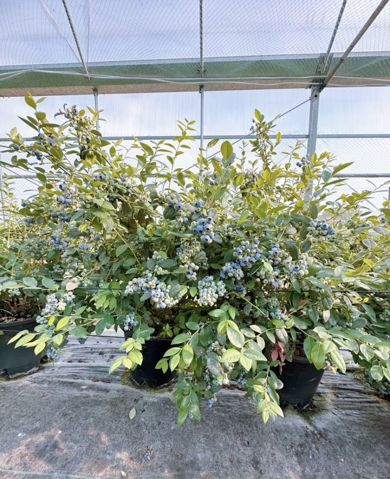 蓝莓树果苗盆栽带盆发货阳台南北种植蓝莓果树苗特大号