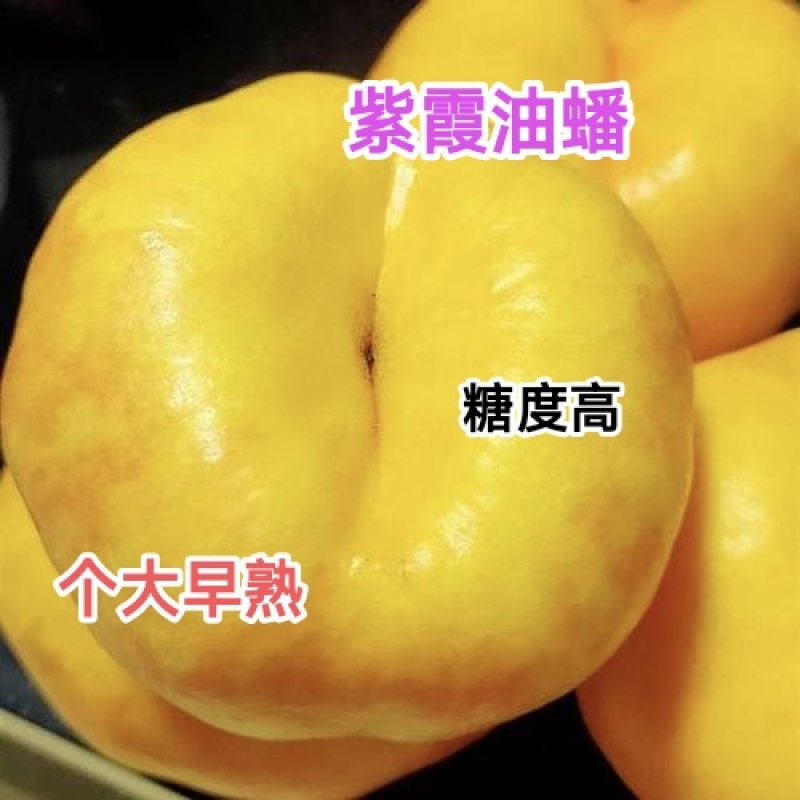 优质紫霞油蟠桃苗，早熟，高糖度，大型果，产量高