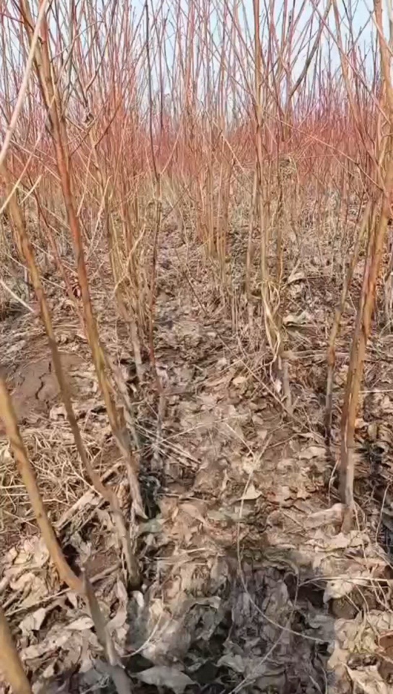 优质紫霞油蟠桃苗，早熟，高糖度，大型果，产量高