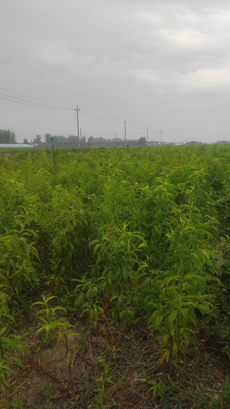 优质紫霞油蟠桃苗，早熟，高糖度，大型果，产量高