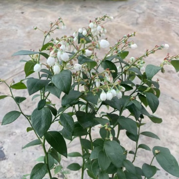蓝莓树果苗盆栽带盆发货阳台南北种植蓝莓果树苗特大号