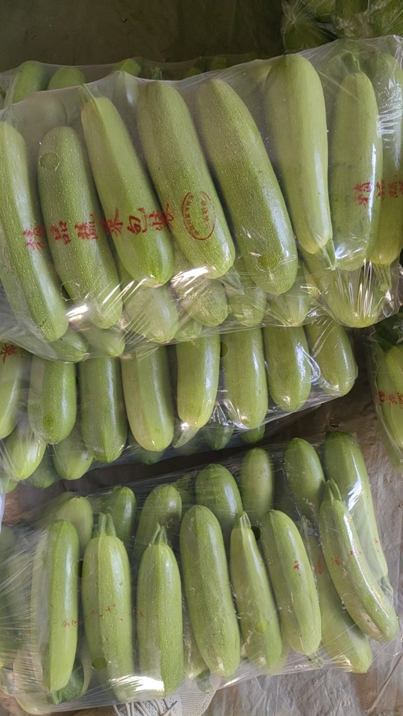 西葫芦山东聊城冷棚大量供应，质优价廉基地直供