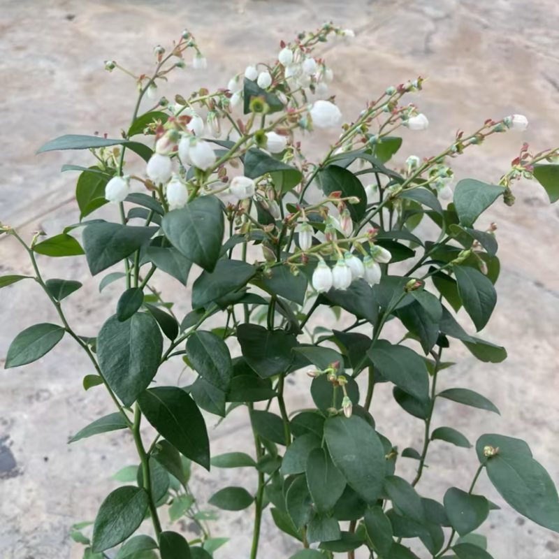 蓝莓树果苗盆栽带果发货阳台南北种植蓝莓果树苗特大号