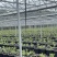 蓝莓树果苗盆栽带果发货阳台南北种植蓝莓果树苗特大号