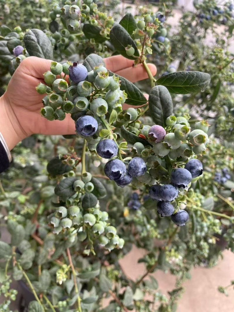 蓝莓树果苗盆栽带果发货阳台南北种植蓝莓果树苗特大号