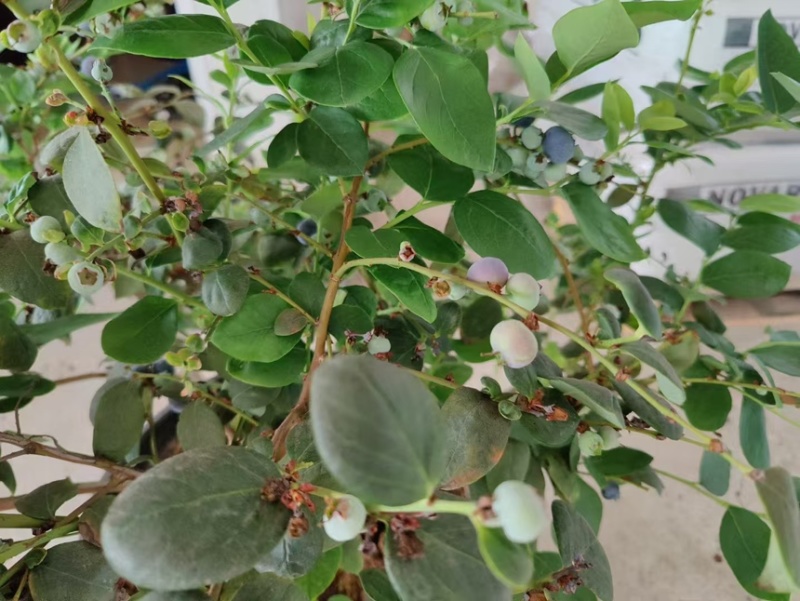 蓝莓树果苗盆栽带果发货阳台南北种植蓝莓果树苗特大号