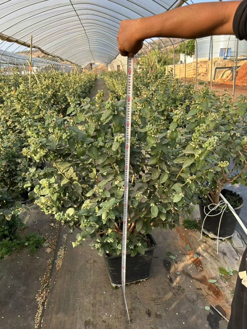 蓝莓树果苗盆栽带果发货阳台南北种植蓝莓果树苗特大号