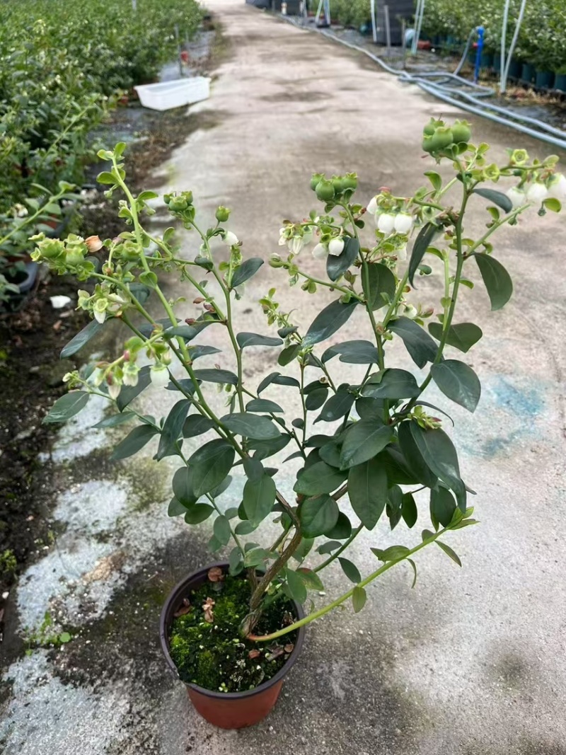 蓝莓树果苗盆栽带果发货阳台南北种植蓝莓果树苗特大号