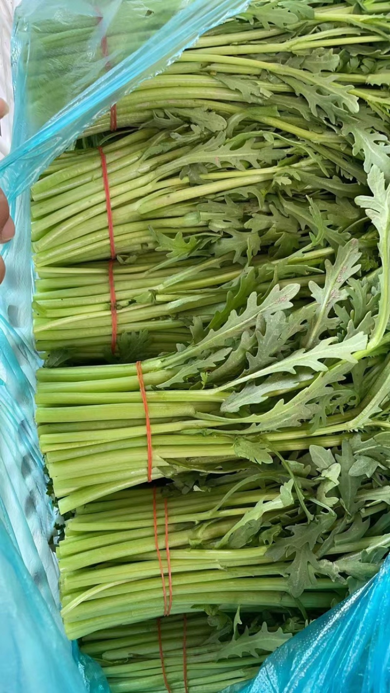 芹菜大量有货欢迎老板咨询品质保证服务周到