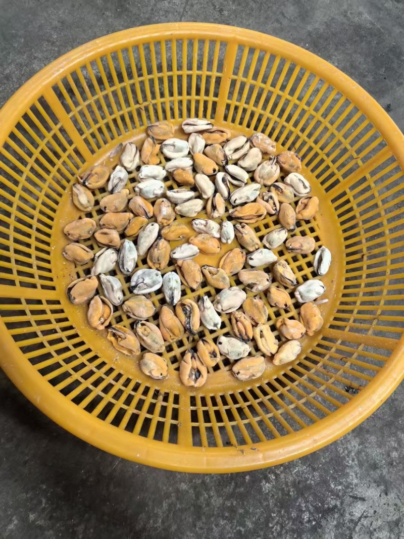淡菜贻贝肉海虹肉