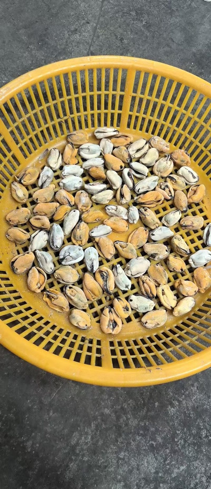 淡菜贻贝肉海虹肉