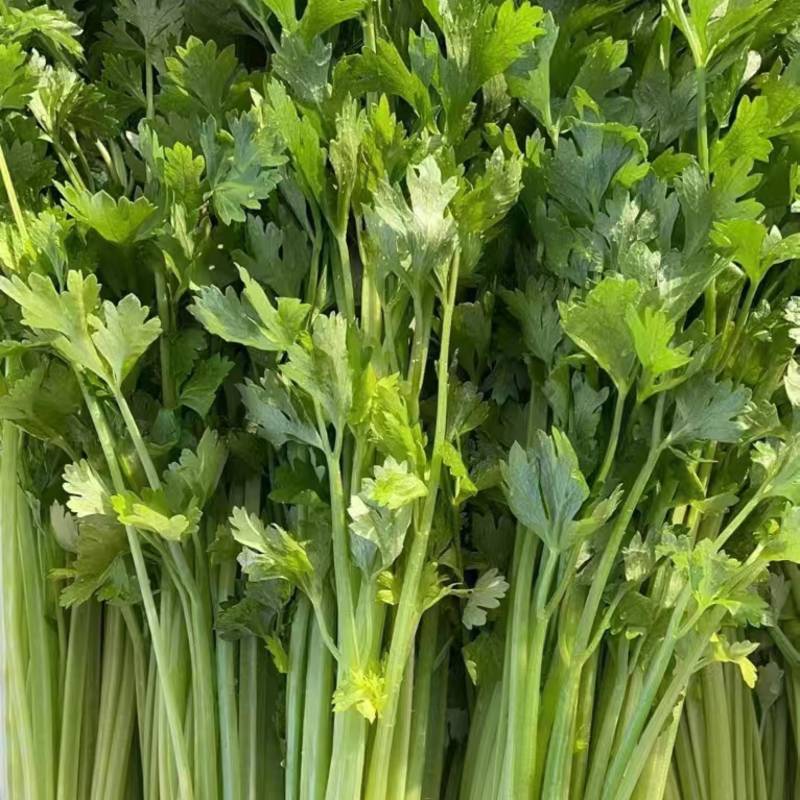 芹菜大量有货欢迎老板咨询品质保证服务周到