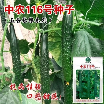中蔬中农116黄瓜种子高产长绿心黄瓜顺直早熟绿瓤大田基