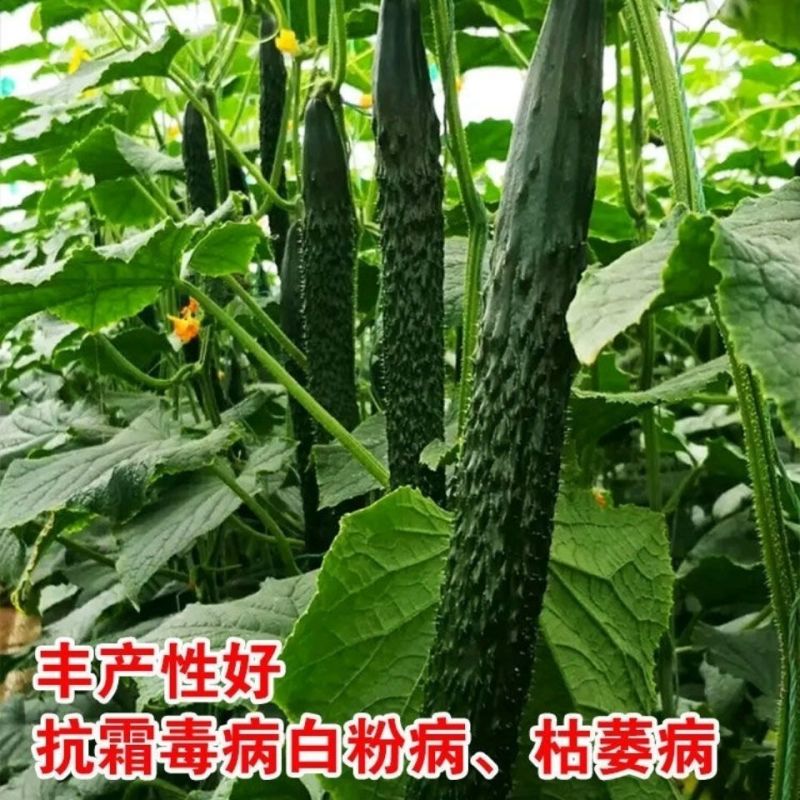 中蔬中农116黄瓜种子高产长绿心黄瓜顺直早熟绿瓤大田基