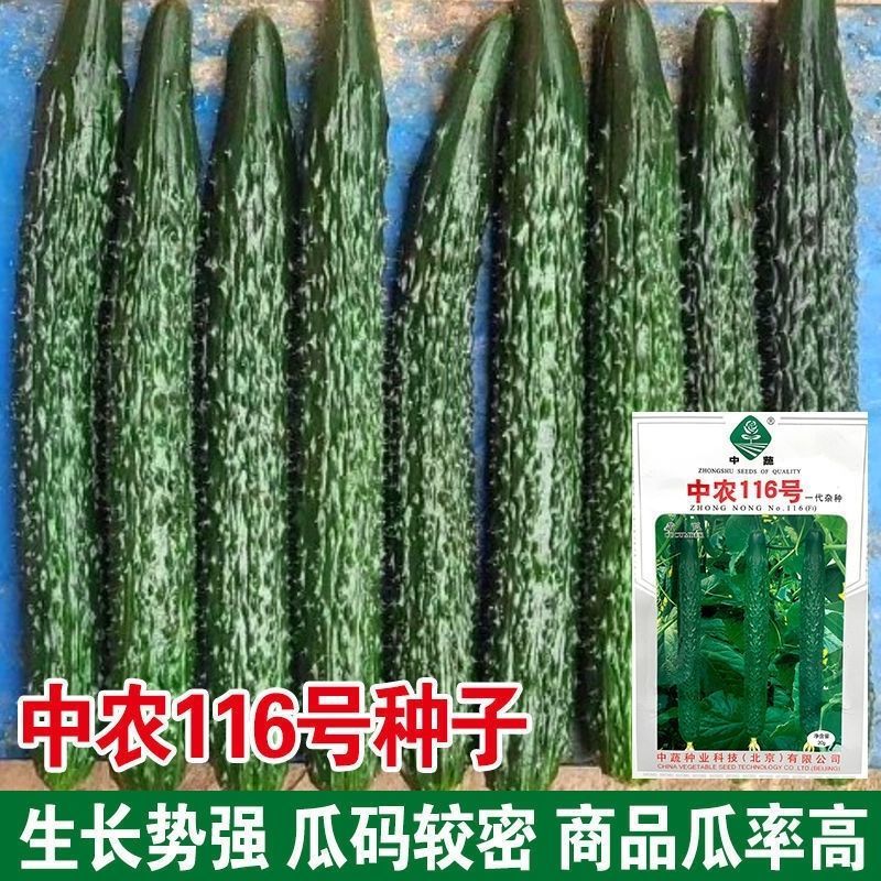 中蔬中农116黄瓜种子高产长绿心黄瓜顺直早熟绿瓤大田基