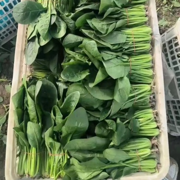 菠菜产地直供大量有货协助装车品质保证