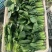 菠菜产地直供大量有货协助装车品质保证