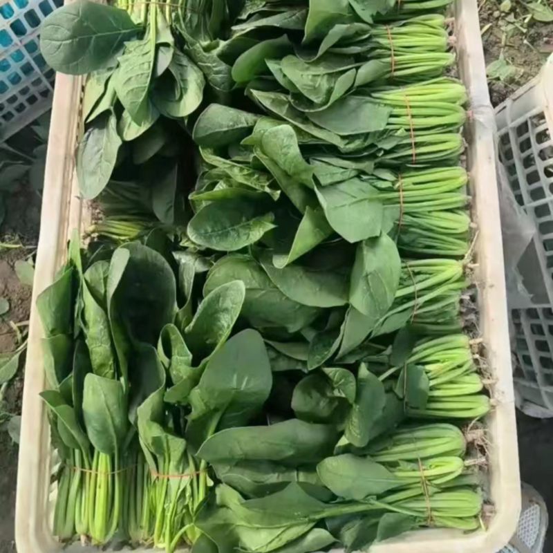 菠菜产地直供大量有货协助装车品质保证