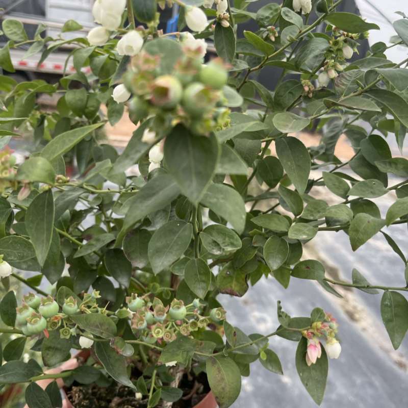蓝莓树果苗盆栽带果发货阳台南北方种植蓝莓果树苗特大号