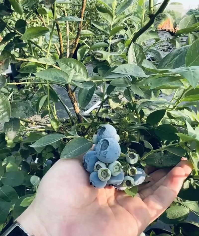 蓝莓树果苗盆栽带果发货阳台南北方种植蓝莓果树苗特大号